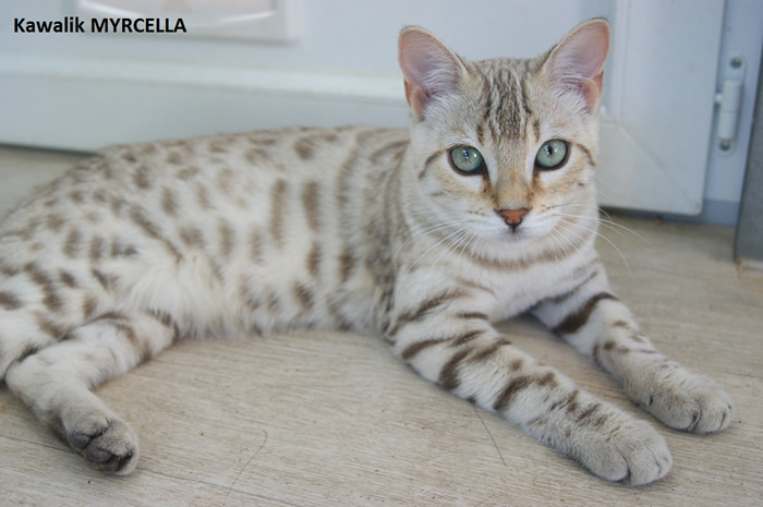 FEMELLE BENGAL SNOW